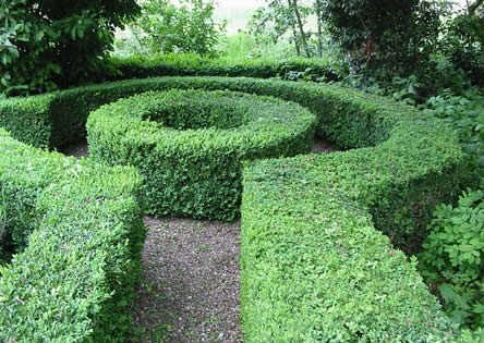 Buxus scheren