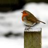 tuinkalender tuinieren in januari werken als het sneeuwt gazon niet belopen sneeuw planten beschermen