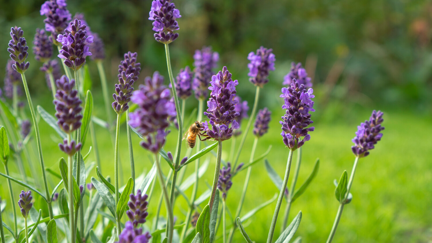 Tuin onderhouden in juli, tuinkalender juli, Onderhoud van de tuin in juli, tuintaken kalender, lavendel drogen, tomaten rijpen, fruitbomen beschermen tegen vogels