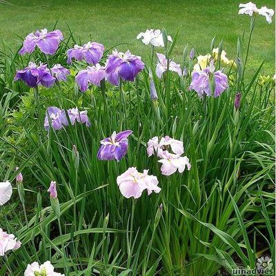 Japanse iris - Iris ensata