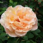 Rosa 'Polka' - Roos, Klimroos