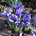 Iris reticulata 'Harmony' - Dwergiris