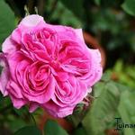 Rosa 'Mme Isaac Pereire - Roos, klimroos
