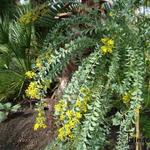 Acacia cultriformis - Mimosa