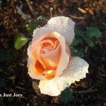 Rosa 'Just Joey' - Roos