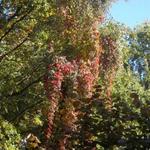 Parthenocissus - Wilde wingerd