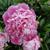 Paeonia lactiflora 'Sarah Bernhardt'
