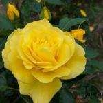 Rosa 'Friesia' - Roos