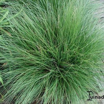 Lampepoetsersgras - Pennisetum alopecuroides 'Little Bunny'