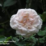 Rosa 'Mme. Alfred Carriere' - Roos, Klimroos