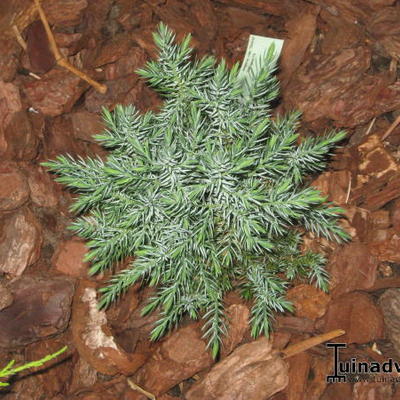 Chinese jeneverbes - Juniperus chinensis 'Stricta'