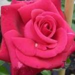 Rosa 'Red Flame' - Roos, Klimroos