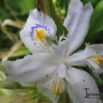 Iris tectorum 'Cruella' - Orchideeiris