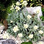 Helichrysum sibthorpii - Kerrieplant