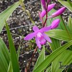 Bletilla striata purple - Aardorchidee, Hyacint-orchidee