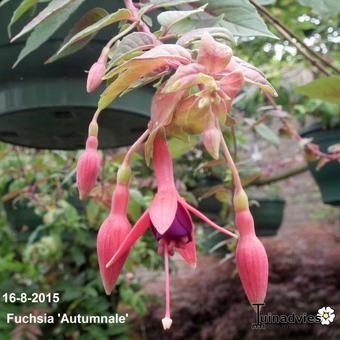 Fuchsia 'Autumnale'