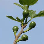 Ficus carica 'Pingo de Mel' - Vijg