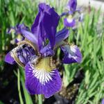 Iris sibirica 'Blue Moon' - Siberische lis