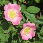 Rosa rubiginosa - Egelantierroos