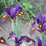 Iris x hollandica 'Eye of the Tiger' - Hollandse boliris