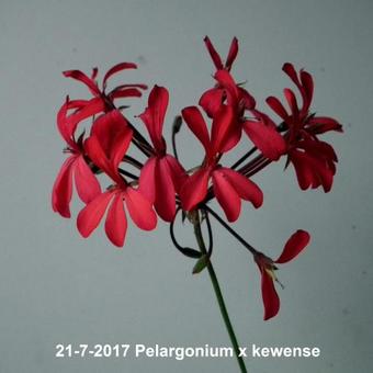 Pelargonium x kewense
