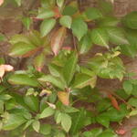 Parthenocissus henryana - Wilde wingerd
