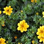 Bidens ferulifolia 'Yellow Sunshine' - Tandzaad