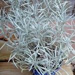 Helichrysum stoechas - Kerrieplant, strobloem