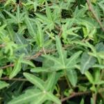 Hedera helix 'Sagittifolia' - Klimop