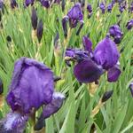 Iris germanica  'Black Knight' - Baardiris, zwaardiris