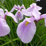 Iris ensata 'Rose Queen' - Japanse iris
