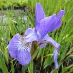 Iris setosa - Borstelige iris