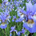 Iris sibirica 'Persimmon' - Siberische lis
