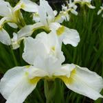 Iris sibirica 'Snow Queen' - Siberische lis