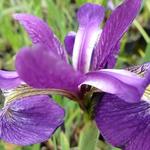 Iris versicolor 'Kermesina' - Iris