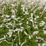 Persicaria amplexicaulis 'White Eastfield' - Duizendknoop