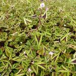 Persicaria microcephala 'Purple Fantasy' - Duizendknoop