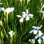 Iris laevigata 'Snowdrift' - Japanse iris