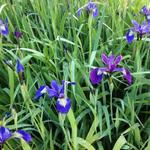 Iris versicolor - Iris