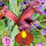 Iris hollandica 'Red Ember' - Hollandse boliris