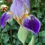 Iris germanica 'Alcazar' - Baardiris