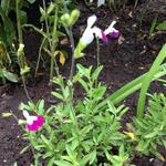 Salvia x jamensis 'Amethyst Lips' - Salie