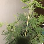 Acacia dealbata 'Gaulois Astier' - Mimosa