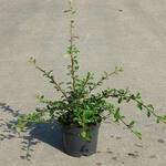 Cotoneaster  radicans 'Eichholz' - Dwergmispel
