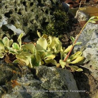 Chiastophyllum oppositifolium 'Variegatum'