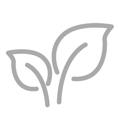 Helichrysum italicum 'Dwarf Curry' - Kerrieplant, dwerg kerrieplant