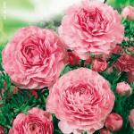 Ranunculus - roze ranonkels