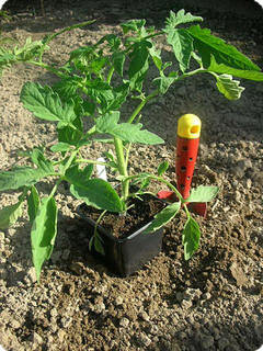 Tomaten planten: hoe, wat en wanneer tomaat in volle grond uitplanten serre