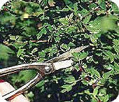 bonsai snoeien klein blijven van bonsai is de regelmatige snoei bomen bonsai snoeien bonsai, snoeien, snoei, vormsnoei