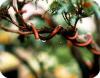 Bonsai bedraden - bonsai takken in vorm krijgen